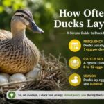 How Often Do Ducks Lay Eggs?