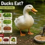 What Can Ducks Eat?