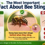 What Bees Don't Sting