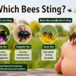 Which Bees Sting?